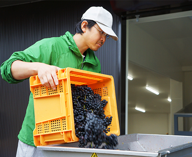 信州たかやまワイナリーで鷹野永一氏に従事し、醸造を学ぶ