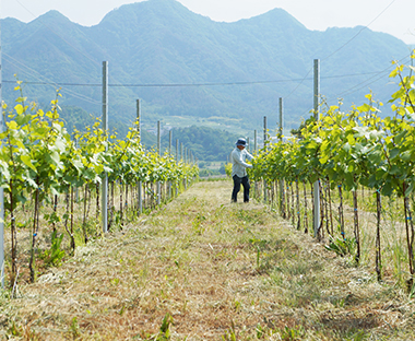 数々の名ワインを生み出してきた上田市東山にヴィンヤードを構える